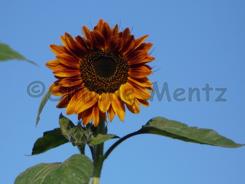 Images/Sonnenblumen_ (40).jpg